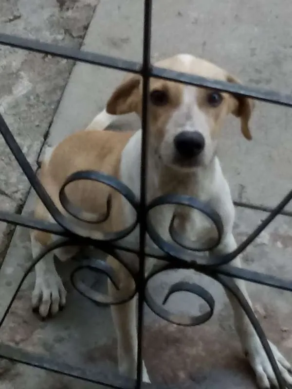 Cachorro raça SEM RAÇA DEFINIDA idade 7 a 11 meses nome MIGUINHO