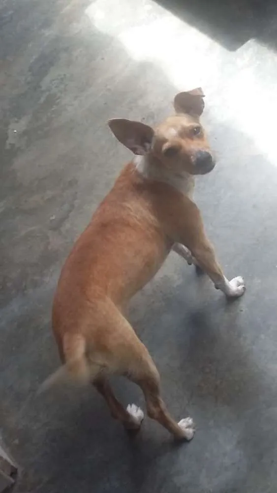 Cachorro ra a pequeno porte  idade 7 a 11 meses nome Jouse