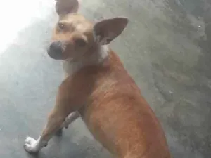 Cachorro raça pequeno porte  idade 7 a 11 meses nome Jouse