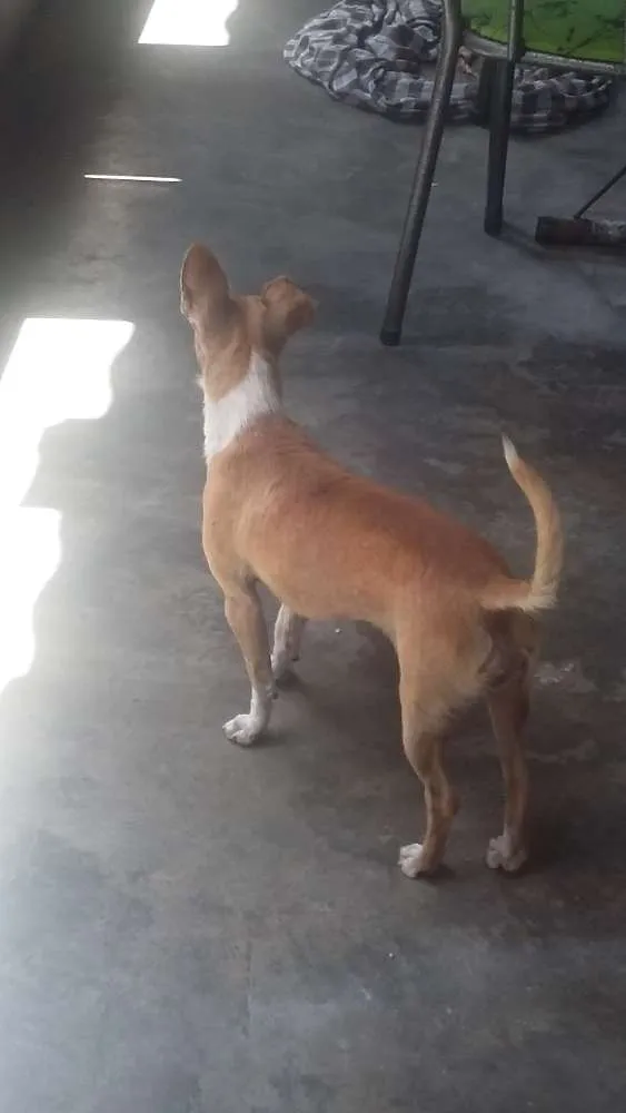 Cachorro ra a pequeno porte  idade 7 a 11 meses nome Jouse
