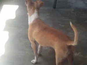 Cachorro raça pequeno porte  idade 7 a 11 meses nome Jouse