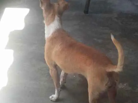 Cachorro ra a pequeno porte  idade 7 a 11 meses nome Jouse