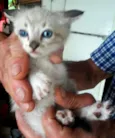 Bebês abandonados
