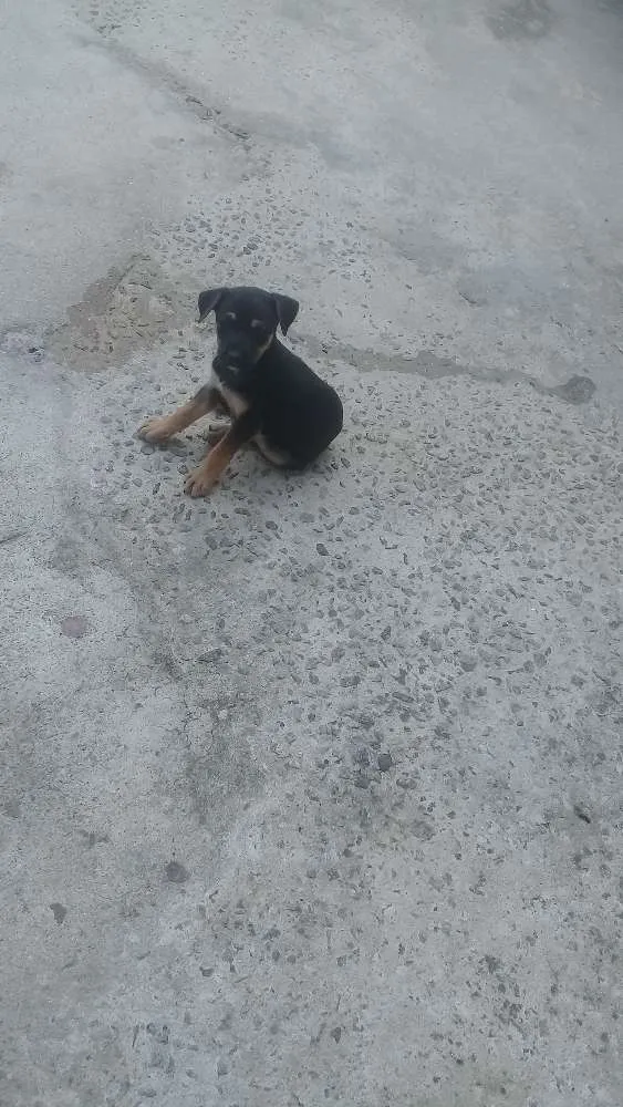 Cachorro ra a Vira lata idade Abaixo de 2 meses nome Sao filhotes