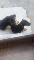 Sao filhotes
