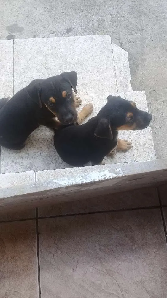 Cachorro ra a Vira lata idade Abaixo de 2 meses nome Sao filhotes