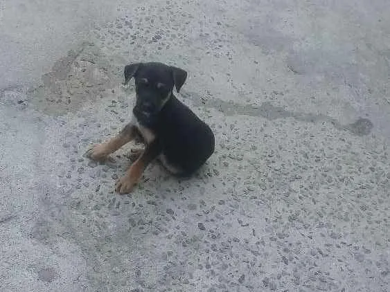 Cachorro ra a Vira lata idade Abaixo de 2 meses nome Sao filhotes