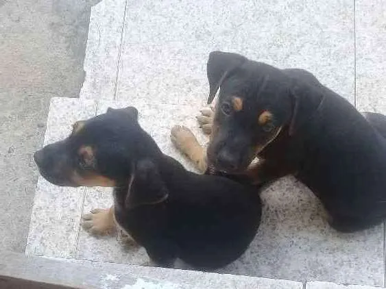 Cachorro ra a Vira lata idade Abaixo de 2 meses nome Sao filhotes