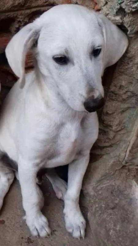 Cachorro ra a srd idade 2 a 6 meses nome Toddy