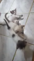 São muitos