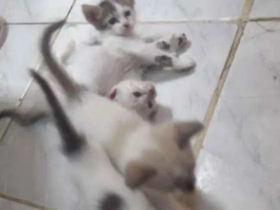Gato ra a Viralata idade Abaixo de 2 meses nome São muitos