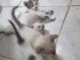 São muitos