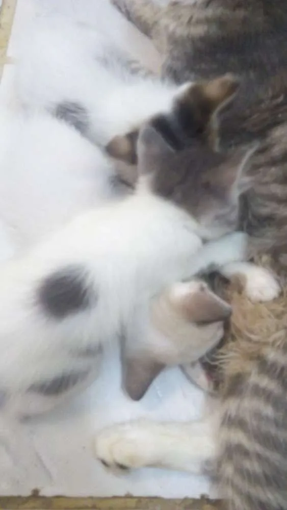 Gato ra a Viralata idade Abaixo de 2 meses nome São muitos