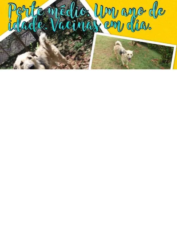 Cachorro ra a SRD idade 1 ano nome Lion