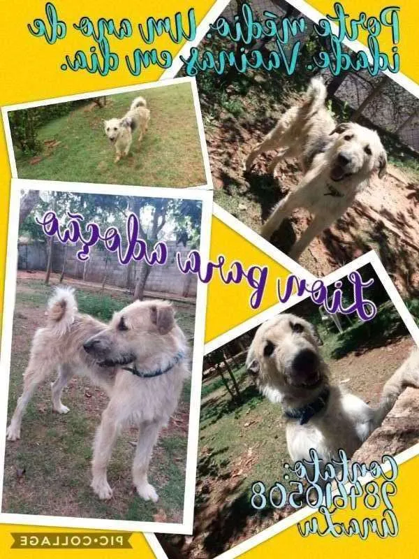 Cachorro ra a SRD idade 1 ano nome Lion