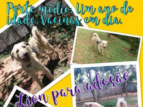Cachorro ra a SRD idade 1 ano nome Lion