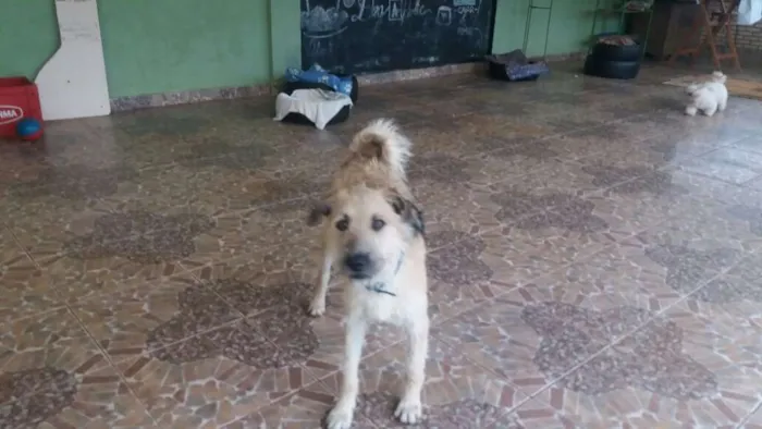 Cachorro ra a SRD idade 1 ano nome Lion