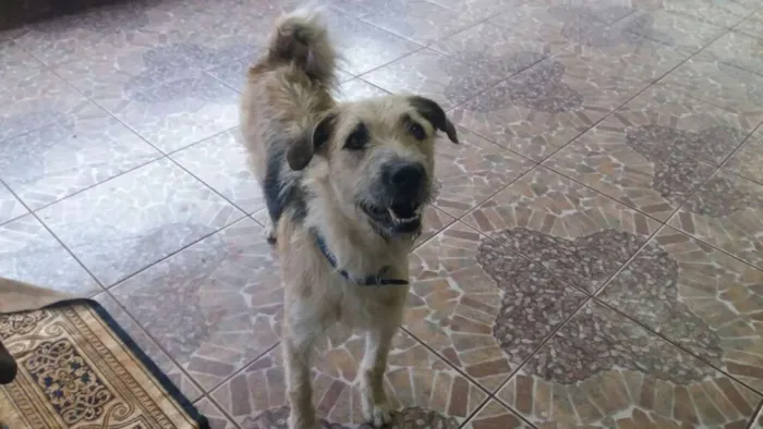 Cachorro ra a SRD idade 1 ano nome Lion