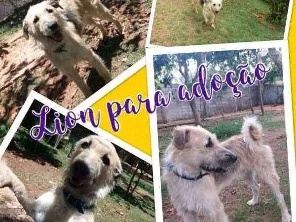 Cachorro ra a SRD idade 1 ano nome Lion