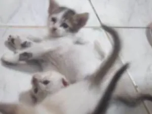 Gato raça Viralata idade Abaixo de 2 meses nome São muitos