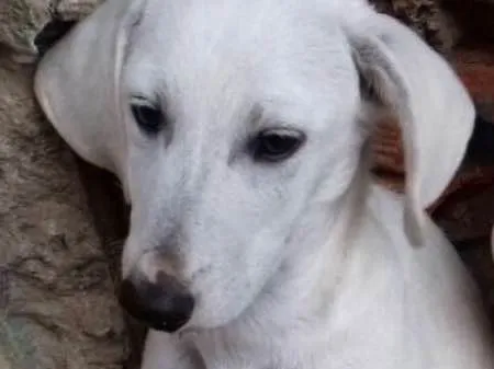Cachorro ra a srd idade 2 a 6 meses nome Toddy
