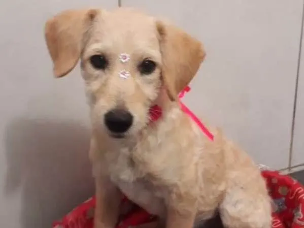 Cachorro ra a srd idade 2 a 6 meses nome Mel 
