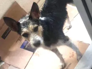 Cachorro raça SRD idade 1 ano nome Não tem 