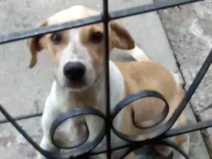 Cachorro raça SEM RAÇA DEFINIDA idade 7 a 11 meses nome MIGUINHO