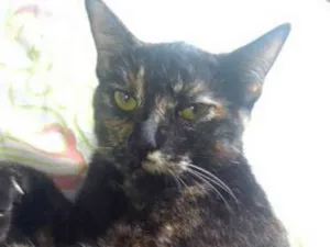 Gato raça SRD idade 2 a 6 meses nome Maze