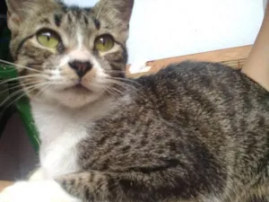 Gato raça SRD idade 1 ano nome Luna