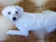 Bobby