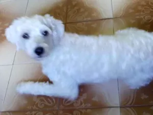 Cachorro raça Poodo idade 1 ano nome Bobby