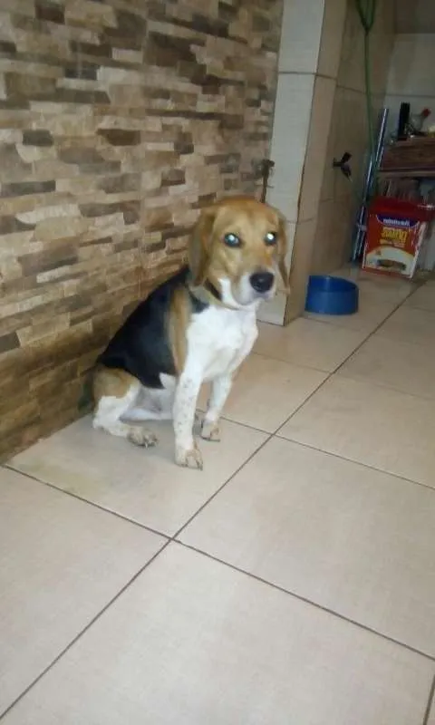 Cachorro raça Beagle idade 4 anos nome Snnopy