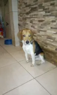 Snnopy