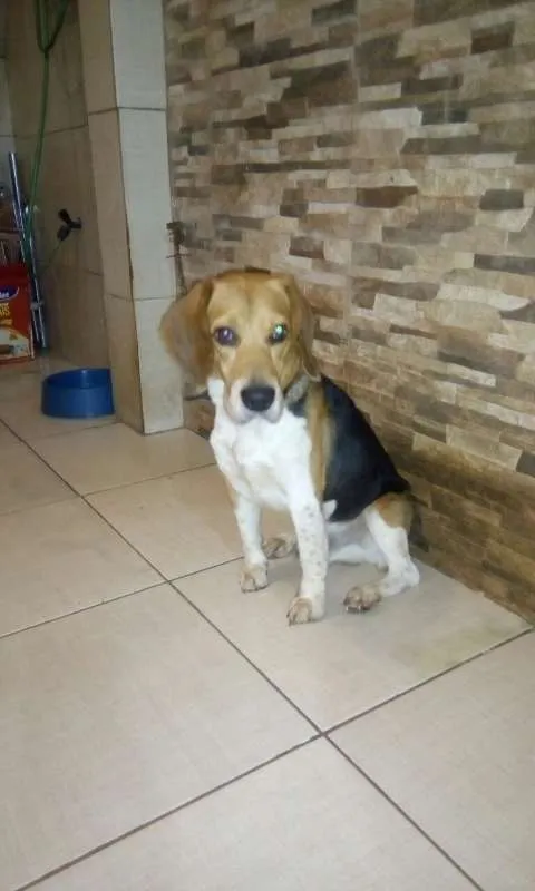 Cachorro raça Beagle idade 4 anos nome Snnopy