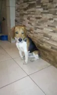 Snnopy