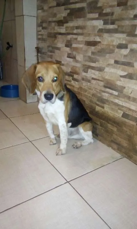 Cachorro raça Beagle idade 4 anos nome Snnopy