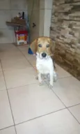 Snnopy
