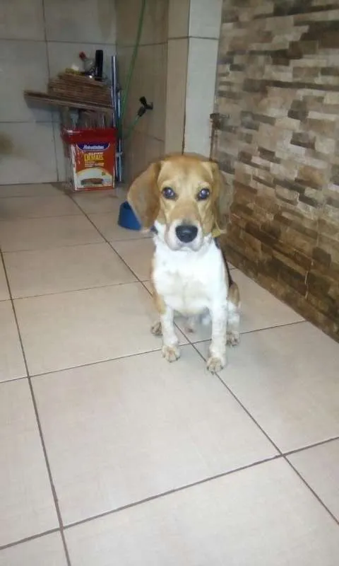 Cachorro raça Beagle idade 4 anos nome Snnopy