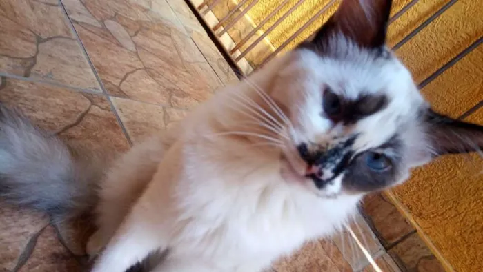 Gato ra a SRD idade 7 a 11 meses nome Nuvenzinha 