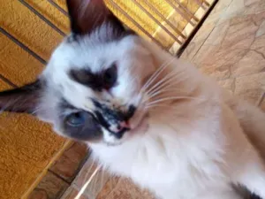Gato raça SRD idade 7 a 11 meses nome Nuvenzinha 