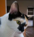 Pitica
