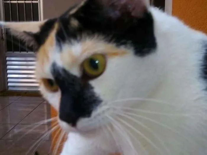 Gato ra a SRD idade 7 a 11 meses nome Pitica