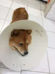 Chow chow