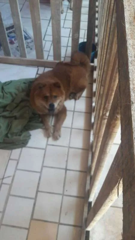 Cachorro ra a Chow Chow idade 2 anos nome Chow chow