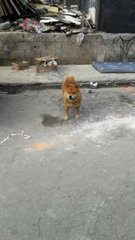Cachorro ra a Chow Chow idade 2 anos nome Chow chow