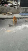 Chow chow