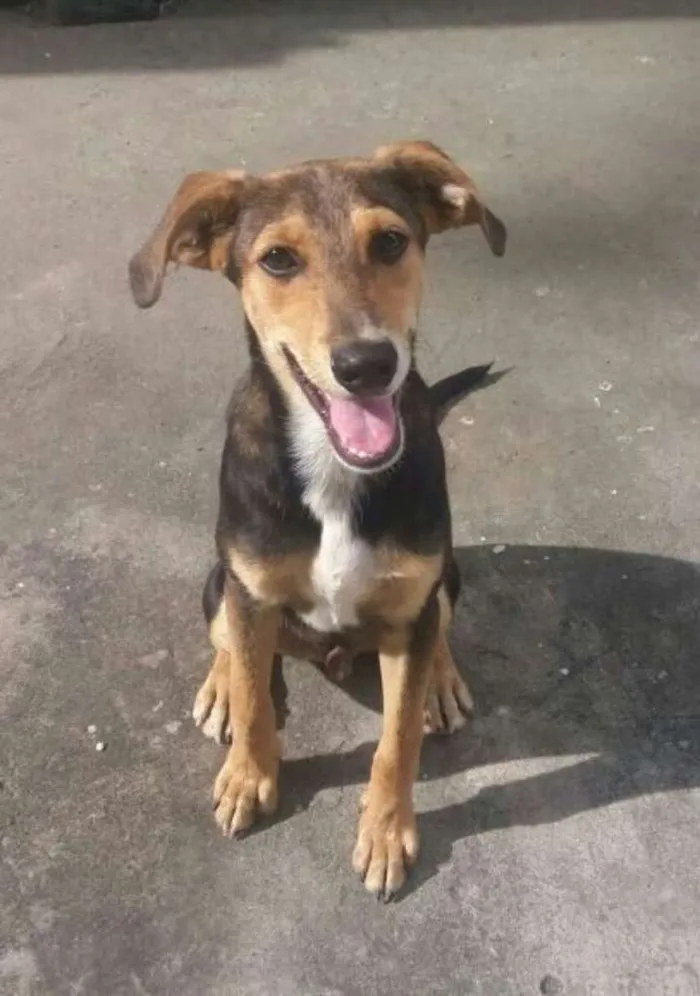 Cachorro raça Vira-lata filhote idade 7 a 11 meses nome Jubileu 
