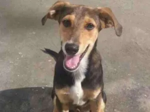 Cachorro raça Vira-lata filhote idade 7 a 11 meses nome Jubileu 