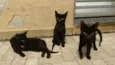 black cat